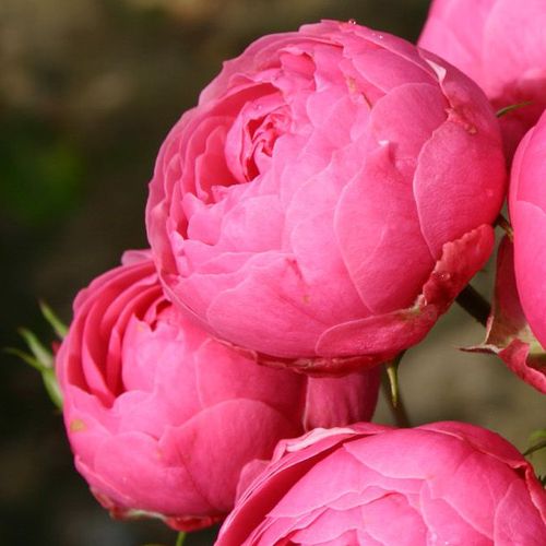 Rosa Pomponella® - ružová - Stromkové ruže,  kvety kvitnú v skupinkáchstromková ruža s kríkovitou tvarou koruny